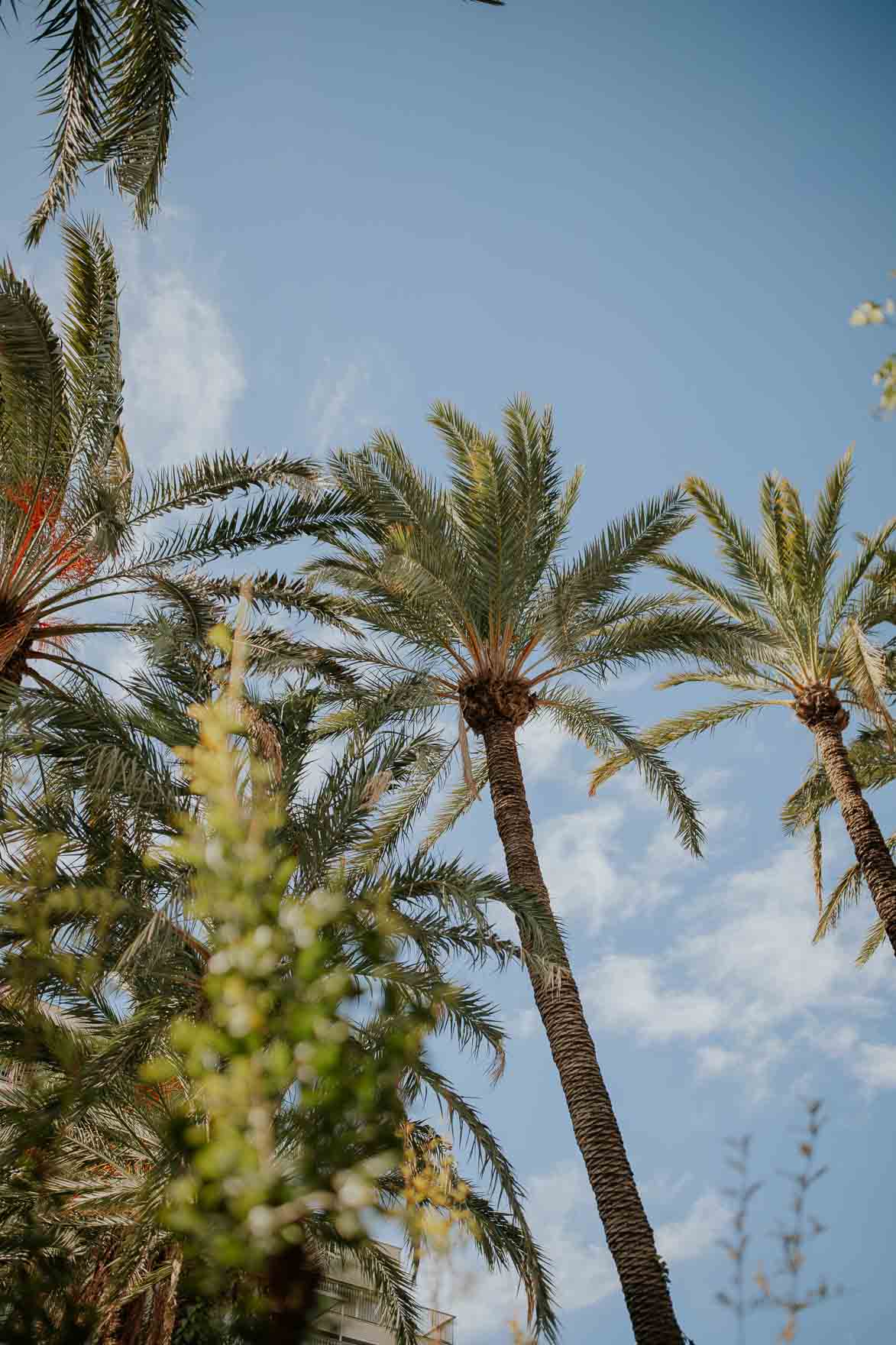 Fotos de Palmeras Elche